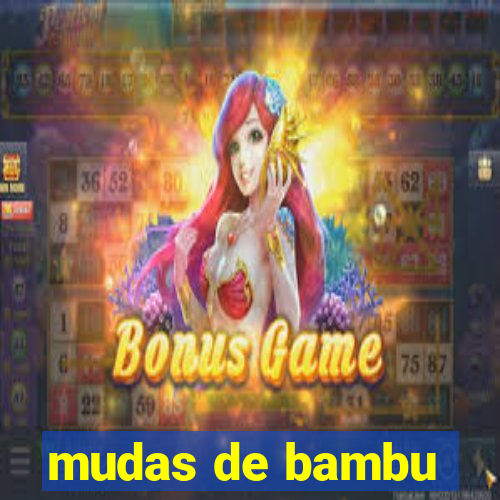 mudas de bambu